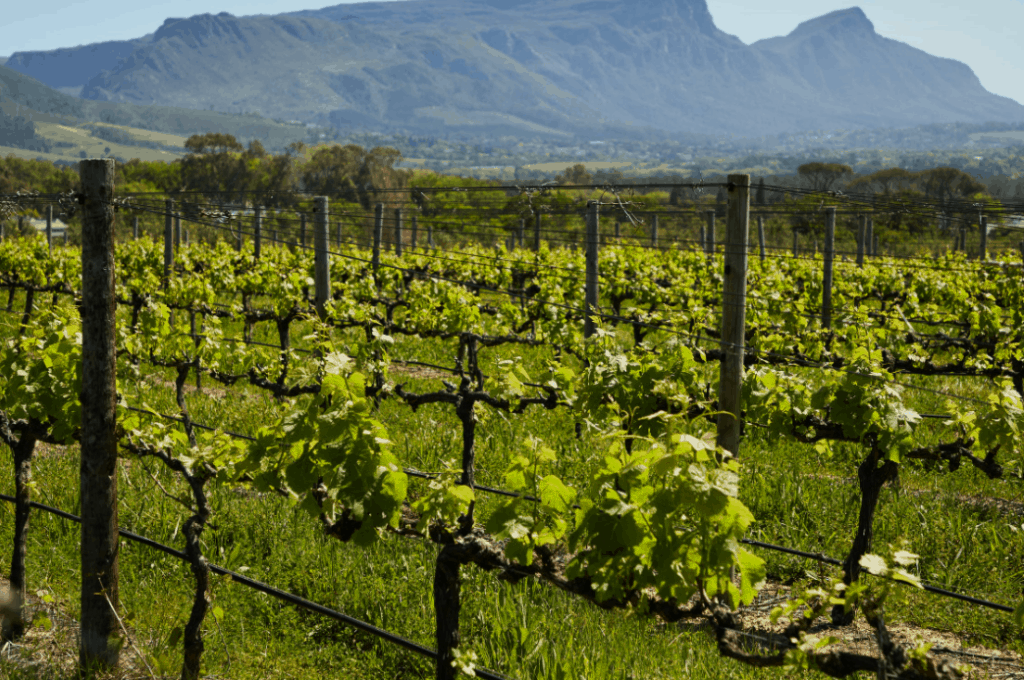 top wine regions for red and white wines
