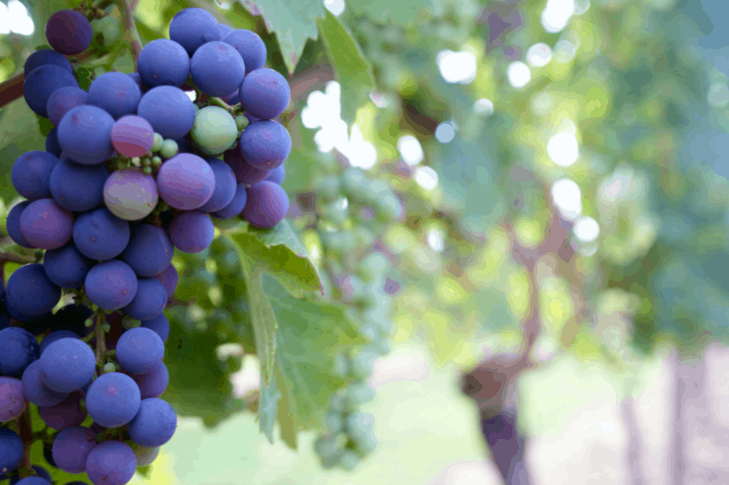 tannins in wine grapes and other fruits