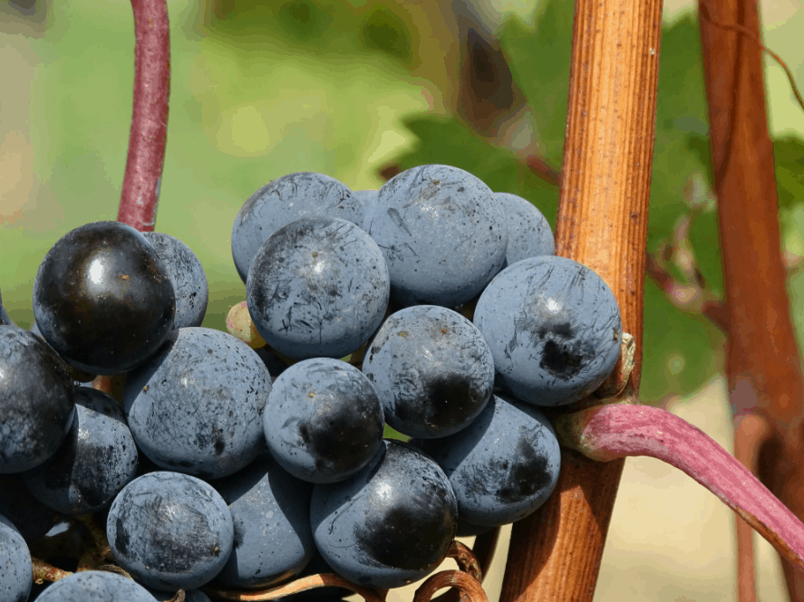 does wine have health benefits