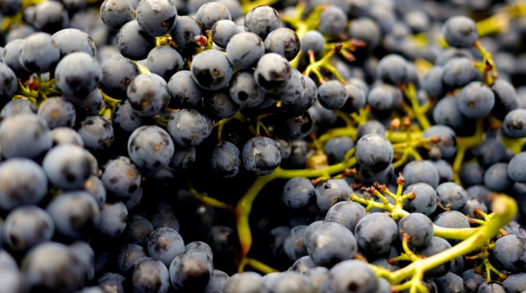 tannin in wine grapes