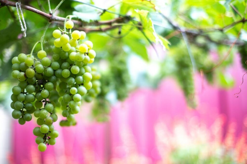 chardonay grapes and wine